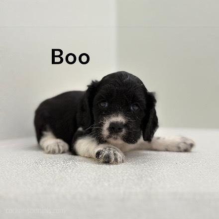 puppy, for, sale, Cocker Spaniel, Joe & Cherri  Overlease, dog, breeder, Miller, MO, dog-breeder, puppy-for-sale, forsale, nearby, find, puppyfind, locator, puppylocator, aca